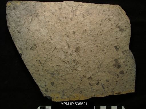 undet. Ostracoda