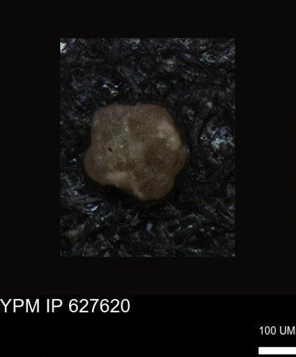 undet. Foraminiferida
