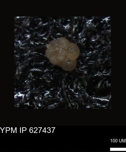 undet. Foraminiferida