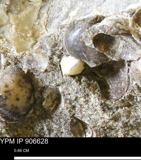 undet. Bivalvia