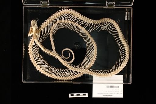 Corallus caninus