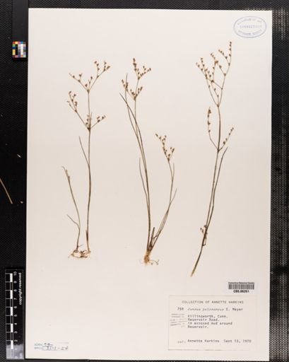 Juncus pelocarpus