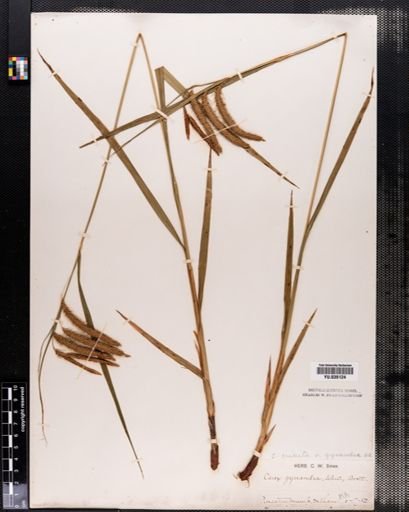 Plantae