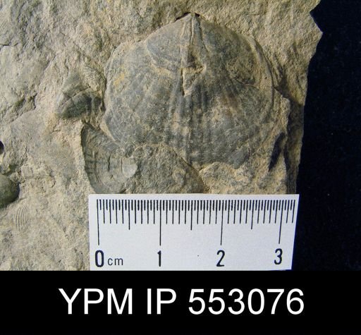 Leiorhynchus sp.