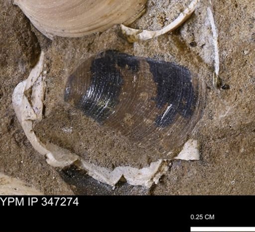 Limopsis striatopunctatus