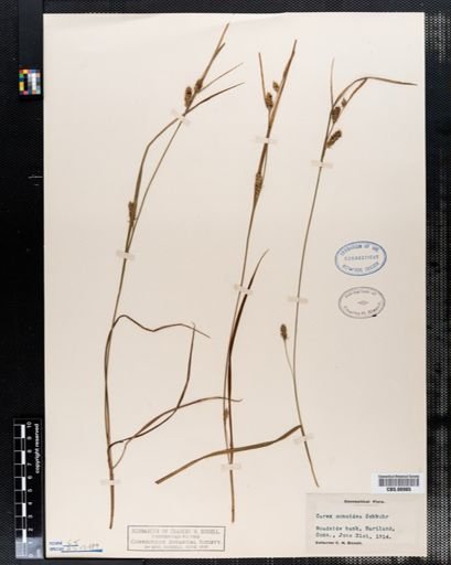 Carex conoidea
