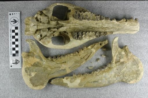 Elomeryx armatus
