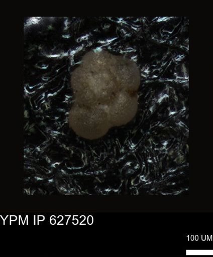 undet. Foraminiferida
