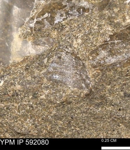 undet. Bivalvia