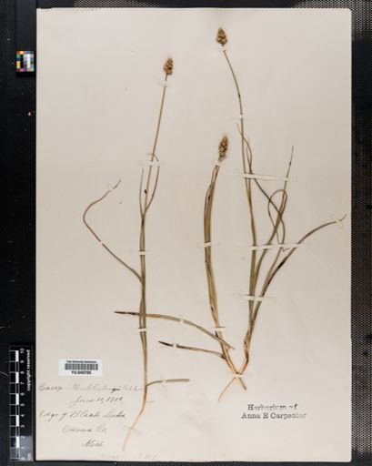 Carex muhlenbergii