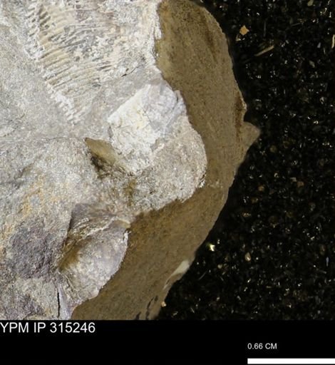 undet. Scaphitidae