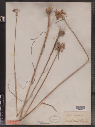 Allium vineale