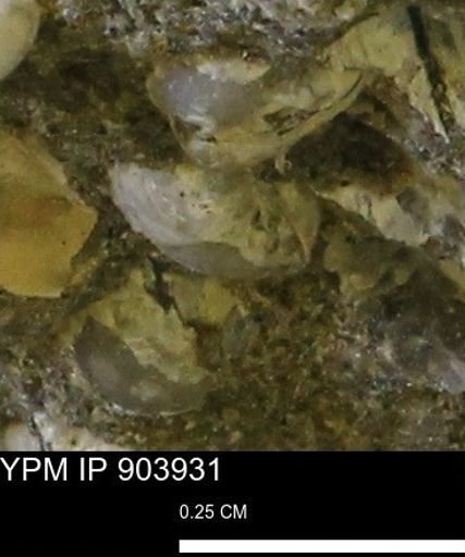 Corbulamella?