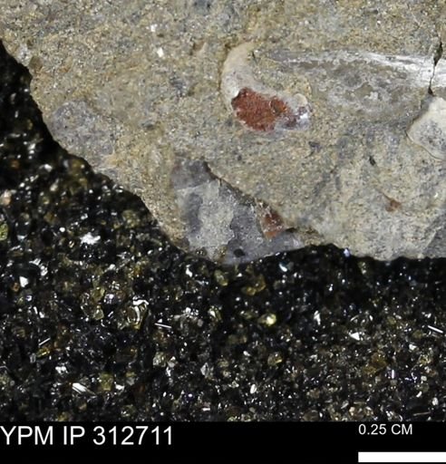 Phelopteria linguaeformis