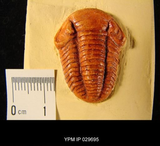 Phacops stokesi
