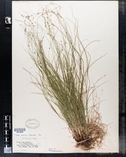 Carex radiata