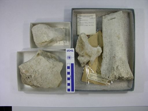 Gomphotherium sp.