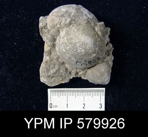 Linoproductus sp.