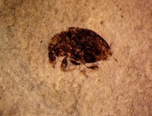 undet. Curculionidae