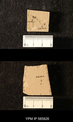 undet. Hexapoda