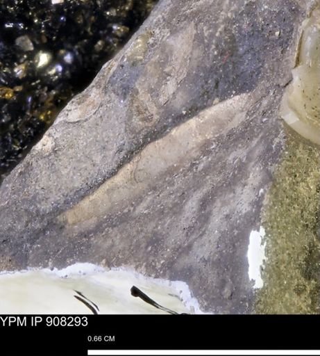 undet. Mollusca