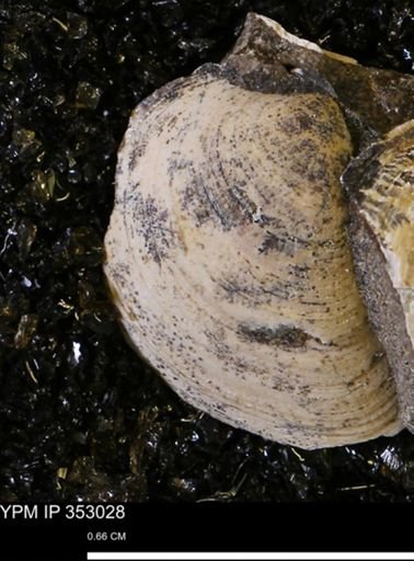 Limopsis striatopunctatus