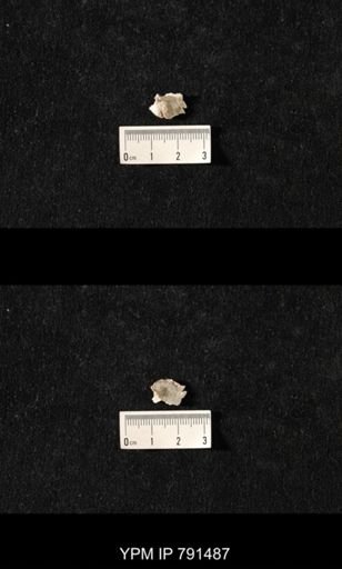 Edriosteges sp.