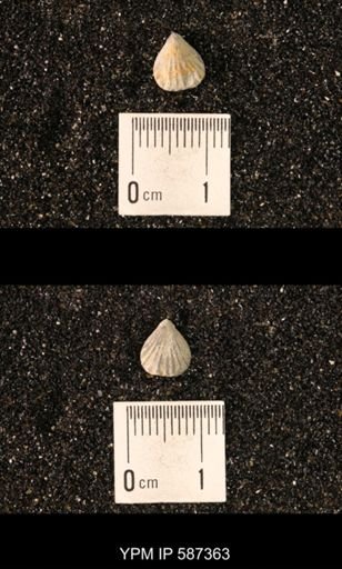 Camarotoechia whitei