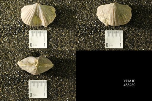 Platystrophia biforata
