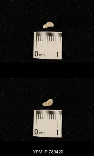 undet. Bryozoa