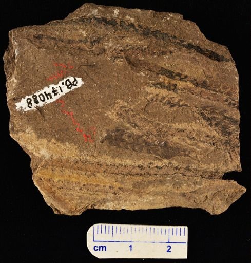 Lepidodendron sp.