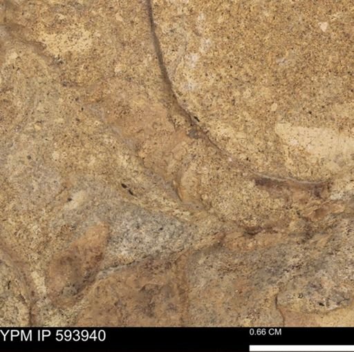 undet. Ammonoidea