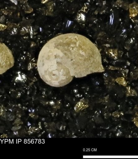 Euspira sp.