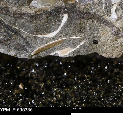 undet. Bivalvia