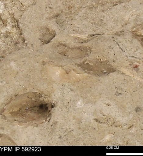 undet. Bivalvia