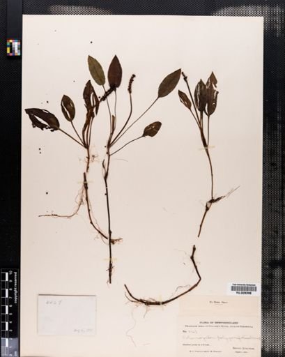 Potamogeton polygonifolius