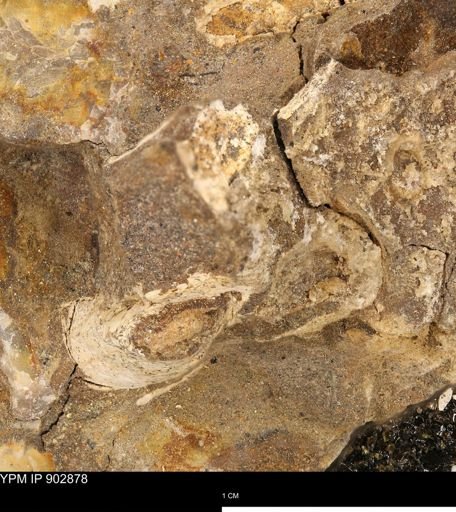 undet. Mollusca