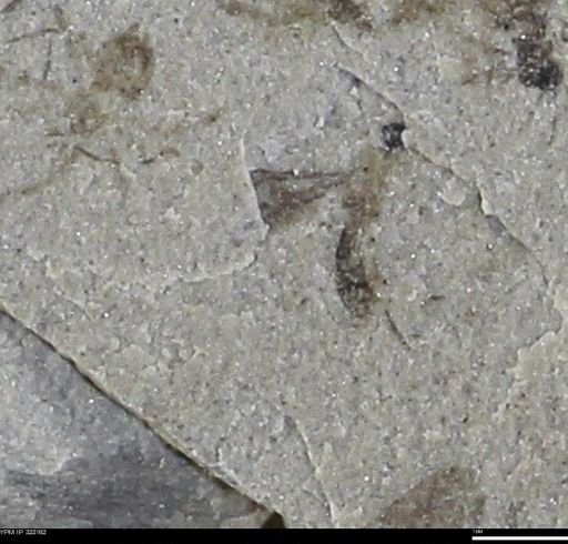 undet. Hymenoptera
