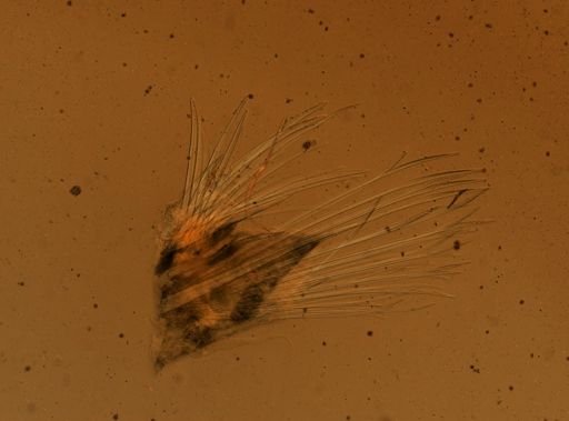 Harmothoe imbricata