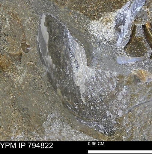 Oxytoma (Hypoxytoma) nebrascana