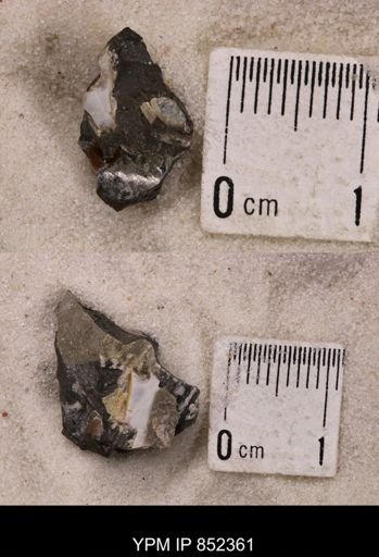 Baculites sp.