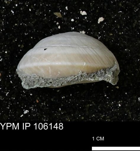 Poecilozonites bermudensis zonatus