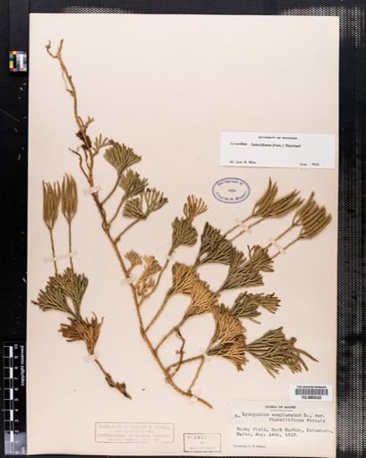 Lycopodium flabelliforme