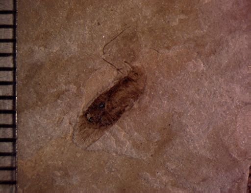 undet. Blattodea