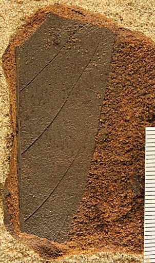 Angiospermopsida