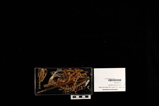 Hydrosaurus amboinensis