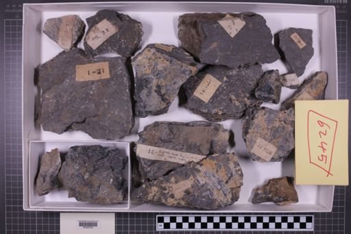 mixed taxa, stratigraphic collection