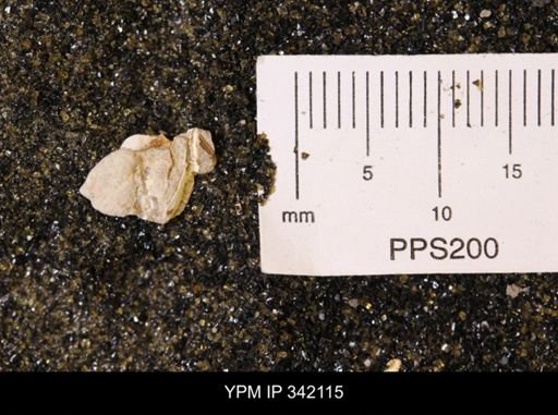 undet. Mollusca
