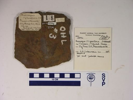 Anomoepus gracillimus?