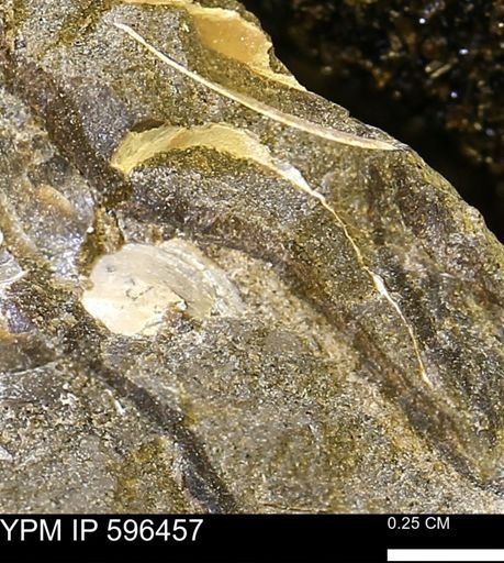 undet. Mollusca